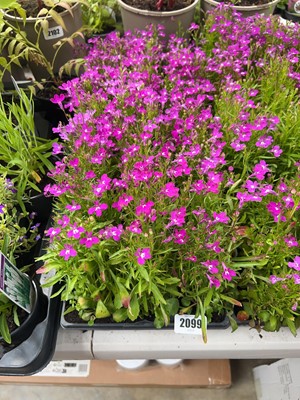 Lot 2099 - 3 trays of purple lobelia