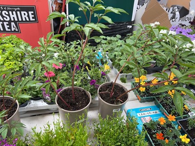 Lot 2100 - 2 large potted peonies