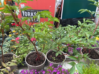 Lot 2101 - 2 large potted peonies