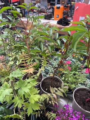 Lot 2102 - 2 large potted peonies