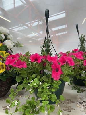 Lot 2103 - Large pre-planted hanging basket of mixed plants