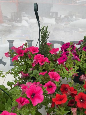 Lot 2104 - Large pre-planted hanging basket of mixed plants
