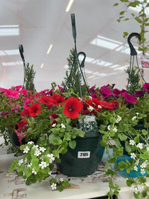Lot 2105 - Large pre-planted hanging basket of mixed plants