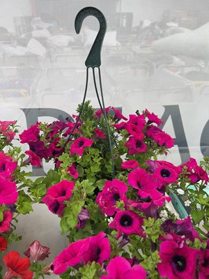Lot 2106 - Large pre-planted hanging basket of mixed plants