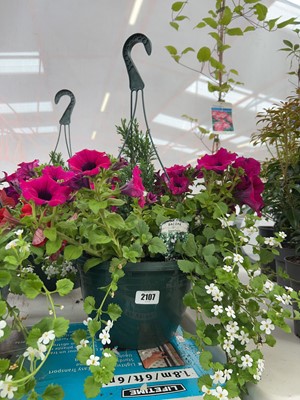 Lot 2107 - Large pre-planted hanging basket of mixed plants