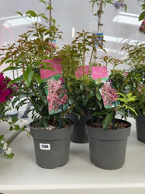 Lot 2108 - 3 potted Valley Rose pieris shrubs
