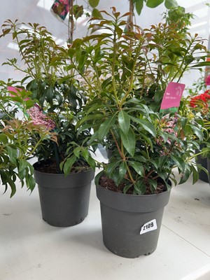 Lot 2109 - 3 potted Valley Rose pieris shrubs