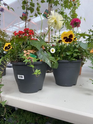 Lot 2110 - Pair of patio pots of mixed plants