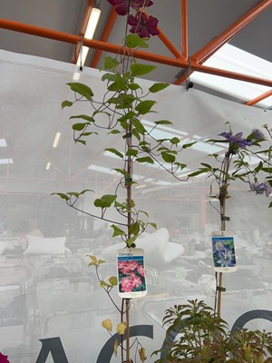 Lot 2111 - Large potted Ville de Lyon climbing clematis