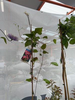 Lot 2112 - Large potted Ville de Lyon climbing clematis