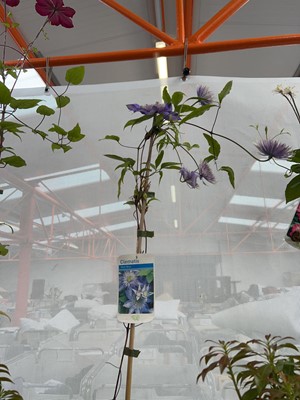 Lot 2113 - Potted Multi-Blue climbing clematis