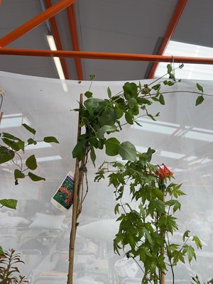 Lot 2114 - Potted Drop More Scarlet climbing lonicera