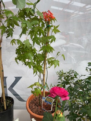 Lot 2115 - Potted acer in pot