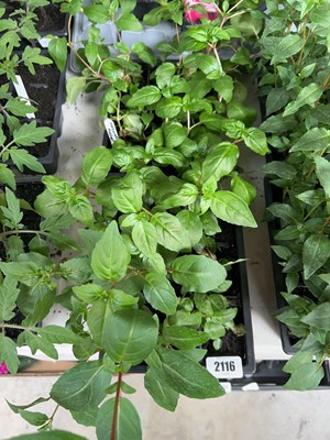 Lot 2116 - 2 trays containing 18 potted Ringwood Market...