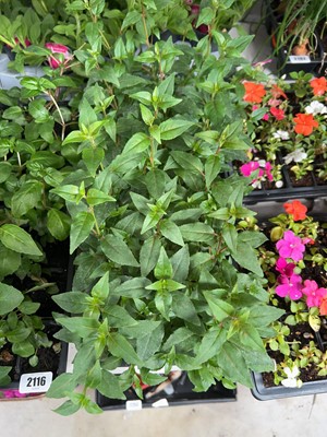 Lot 2117 - 2 trays containing 18 potted Patio Princess...