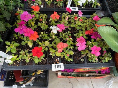 Lot 2118 - Tray containing 40 impatiens