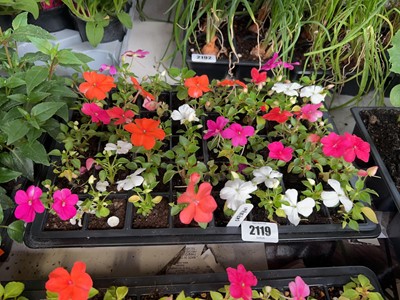 Lot 2119 - Tray containing 40 impatiens