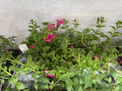 Lot 2120 - Tray containing 6 large hot pink petunias