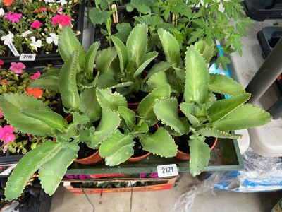 Lot 2121 - Tray containing 6 Mother of Thousands