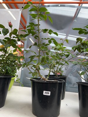 Lot 2123 - Large potted Iceberg Floribunda rose