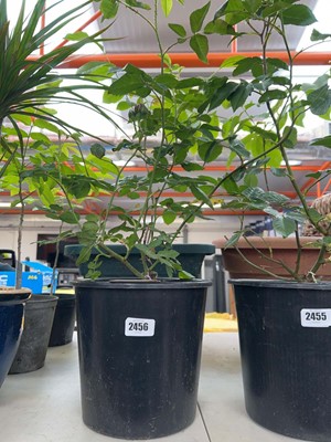 Lot Large potted Louise Odier Bourbon rose