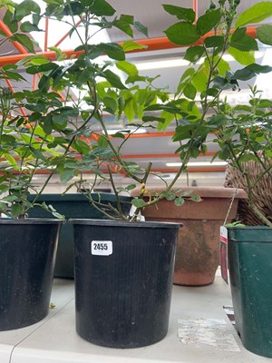 Lot Large potted MME Isaac Pereire Bourbon rose