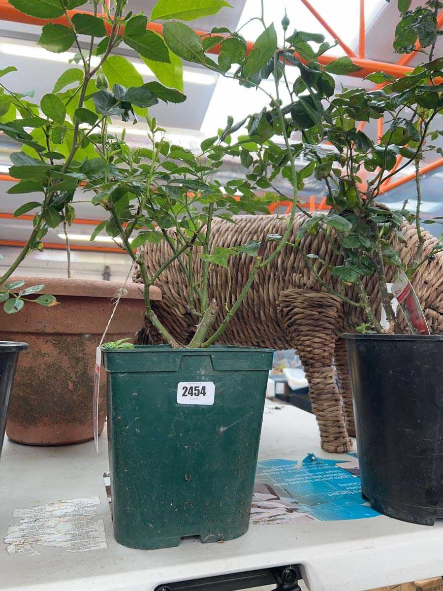 Lot 2454 - Large potted Ruby Wedding hybrid tea rose