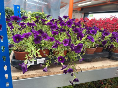 Lot 2128 - Tray containing 18 blue Million Bells bedding...