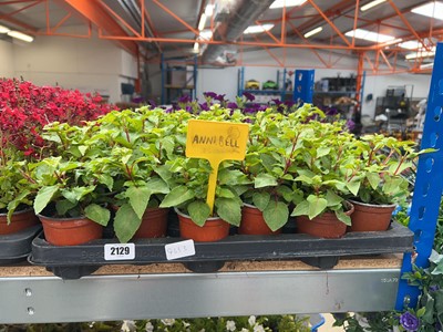 Lot 2129 - Tray containing 18 potted Annabel fuchsias