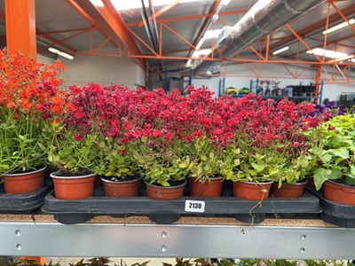 Lot 2130 - Tray containing 18 potted red Diascia