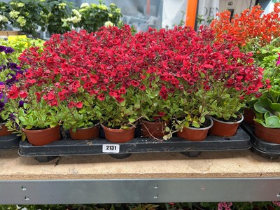 Lot 2131 - Tray containing 18 potted red Diascia