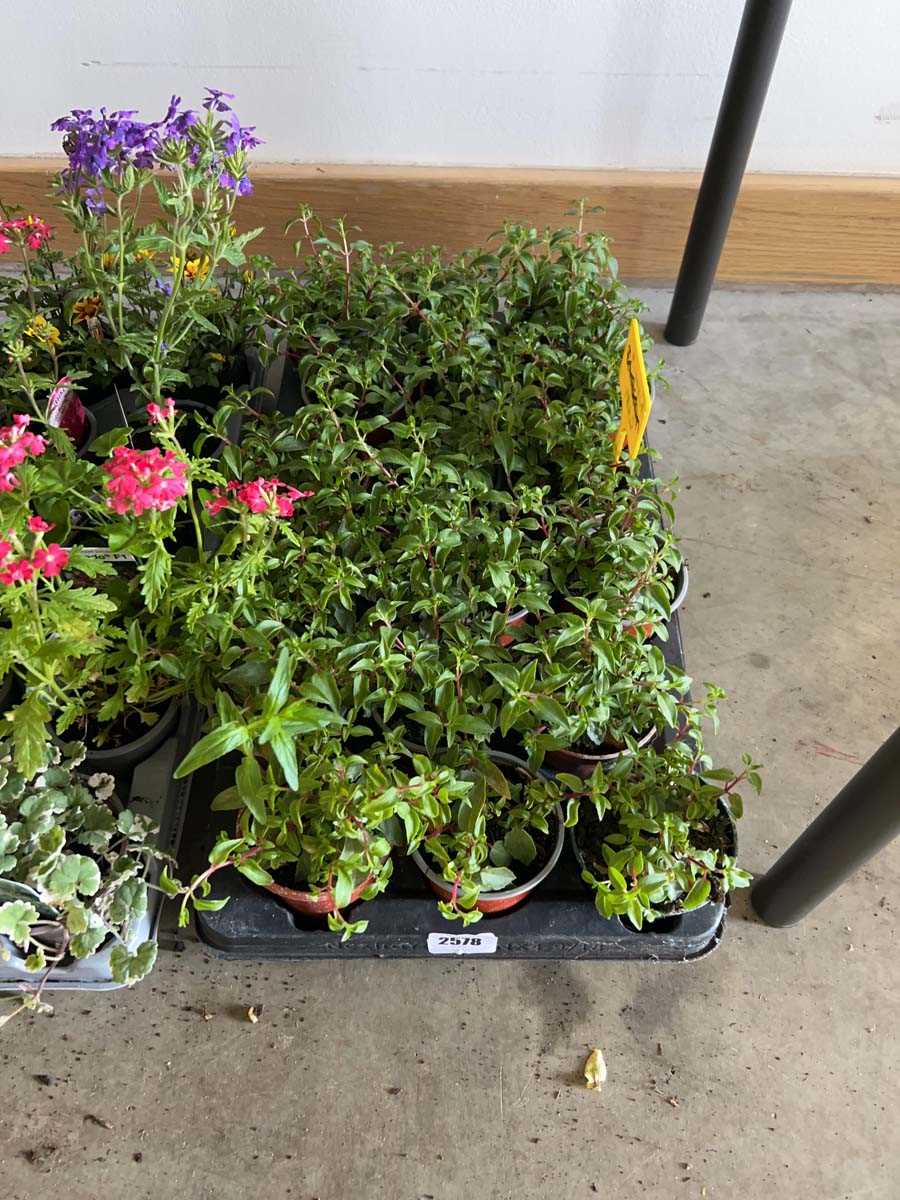 Lot 2578 - Tray containing 18 Harry Grey fuchsias