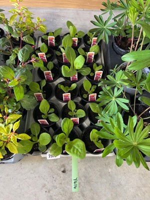 Lot Tray containing 18 pots of mixed nicotiana
