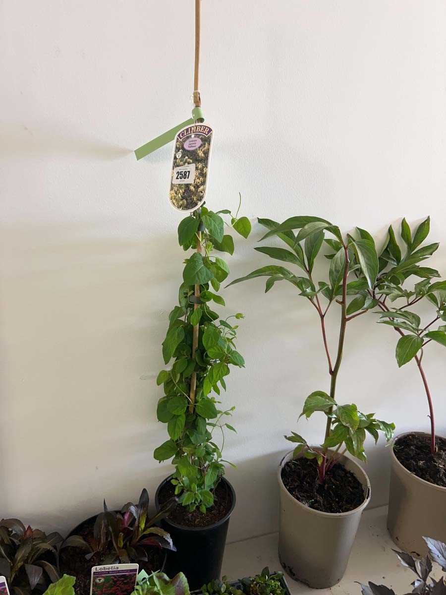 Lot 2587 - Potted Halliana climbing lonicera