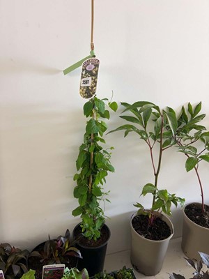 Lot Potted Halliana climbing lonicera