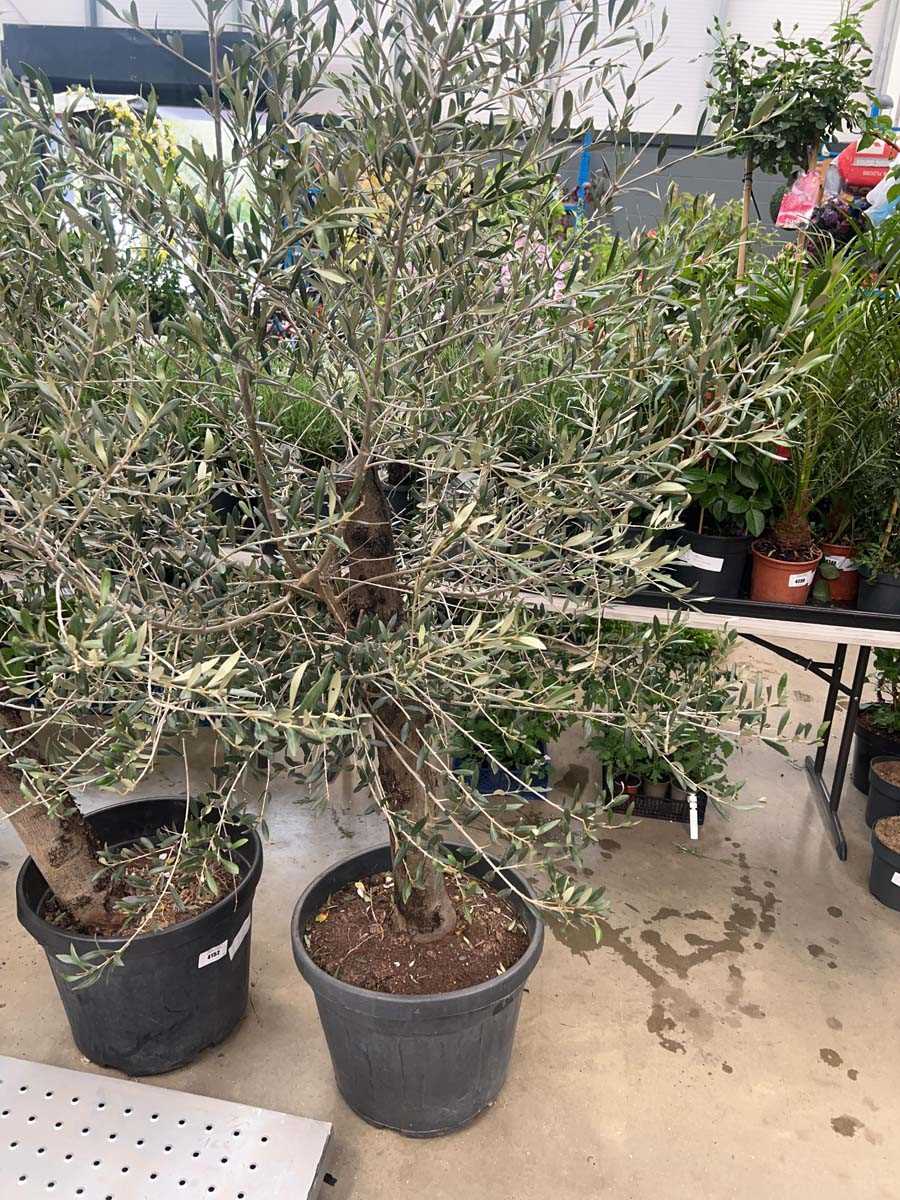 Lot 4151 - Extra large olive tree
