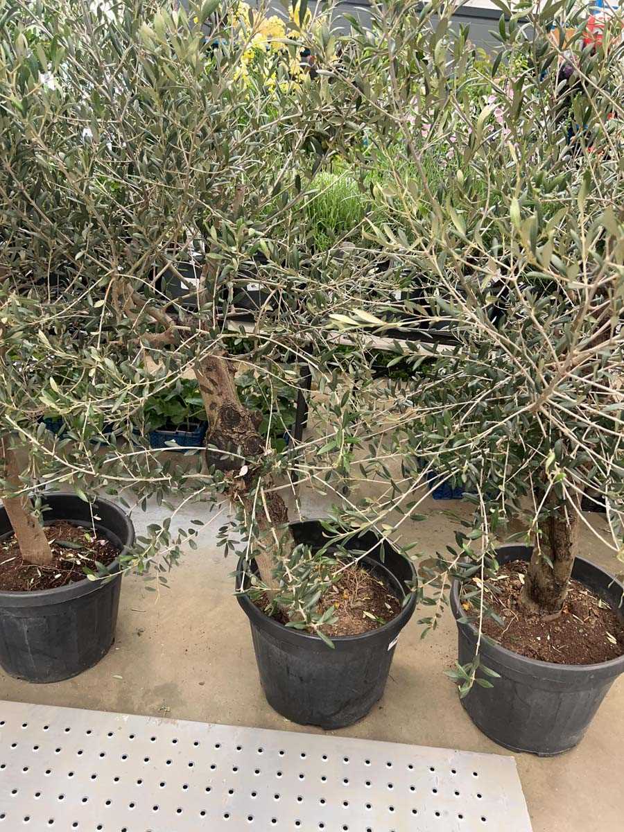 Lot 4152 - Extra large olive tree