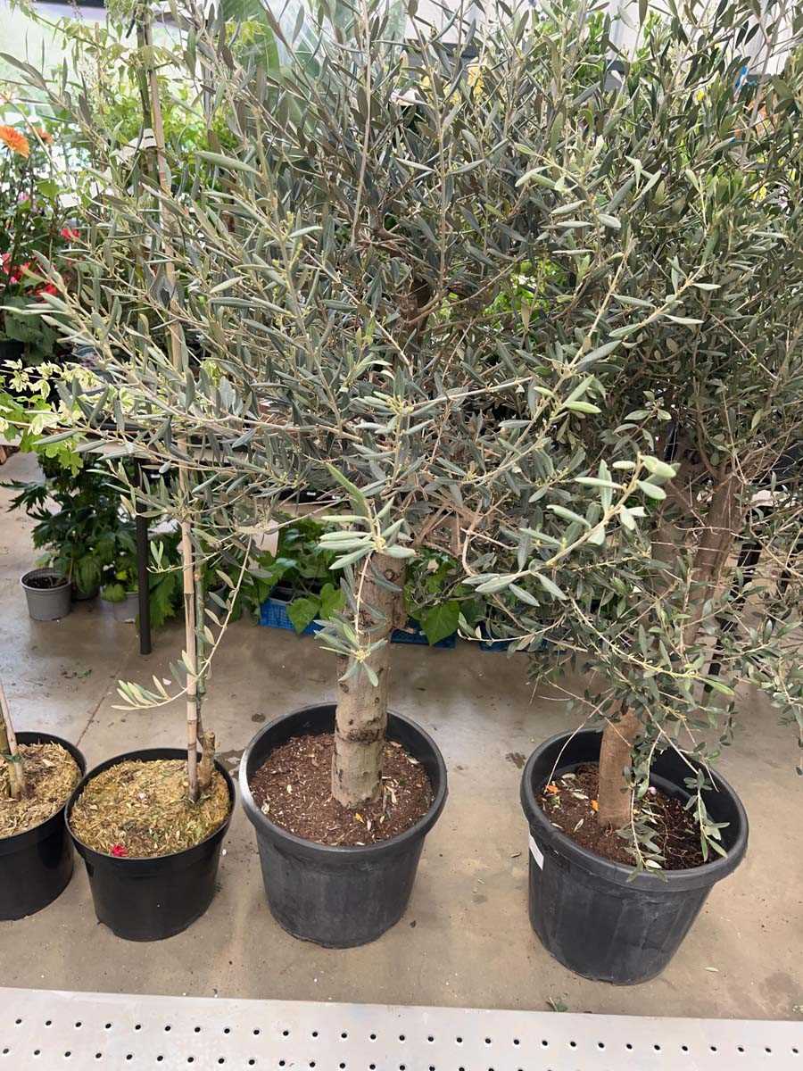 Lot 4154 - Extra large olive tree
