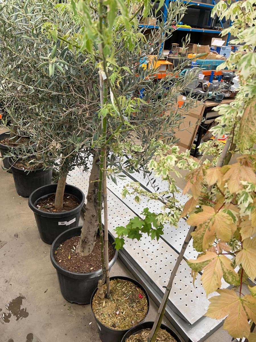 Lot 4155 - Acer Nugundo Flamingo