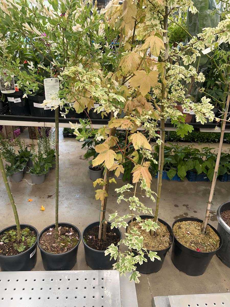 Lot 4157 - Acer Pseudo Platanus Simon-Louis-Freres