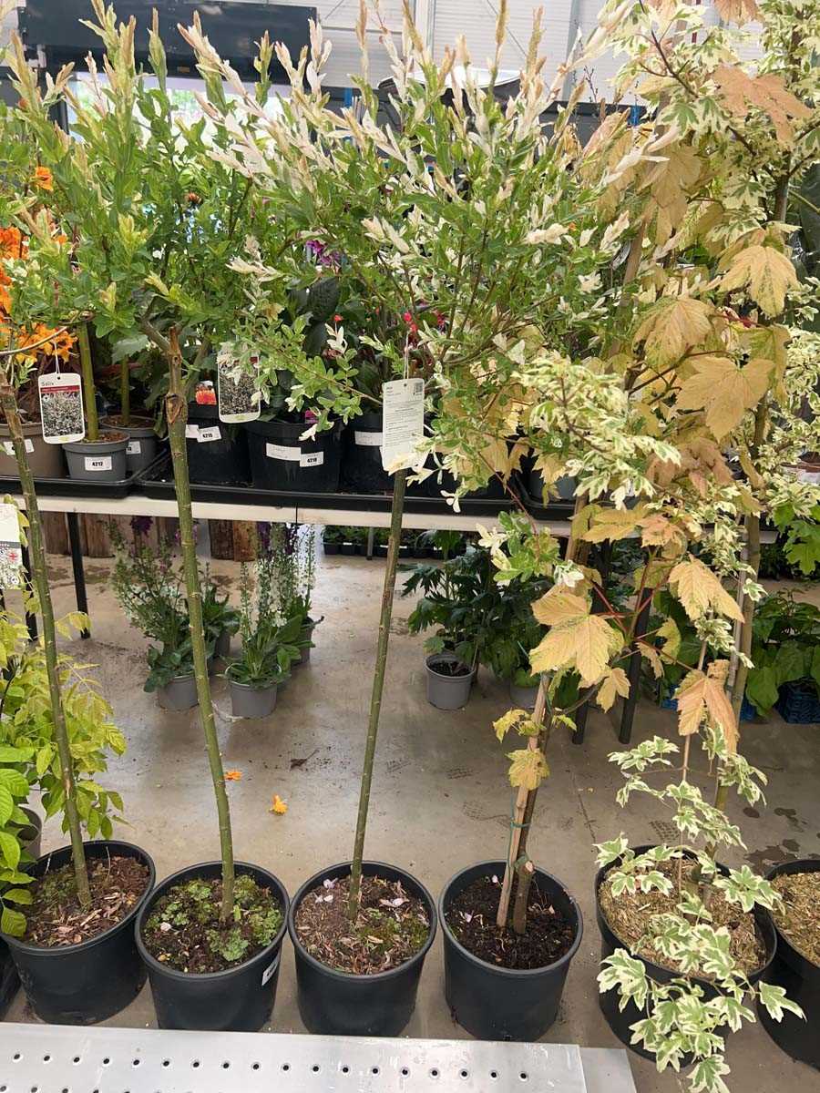Lot 4158 - Salix Intergra Hakuro Nishiki