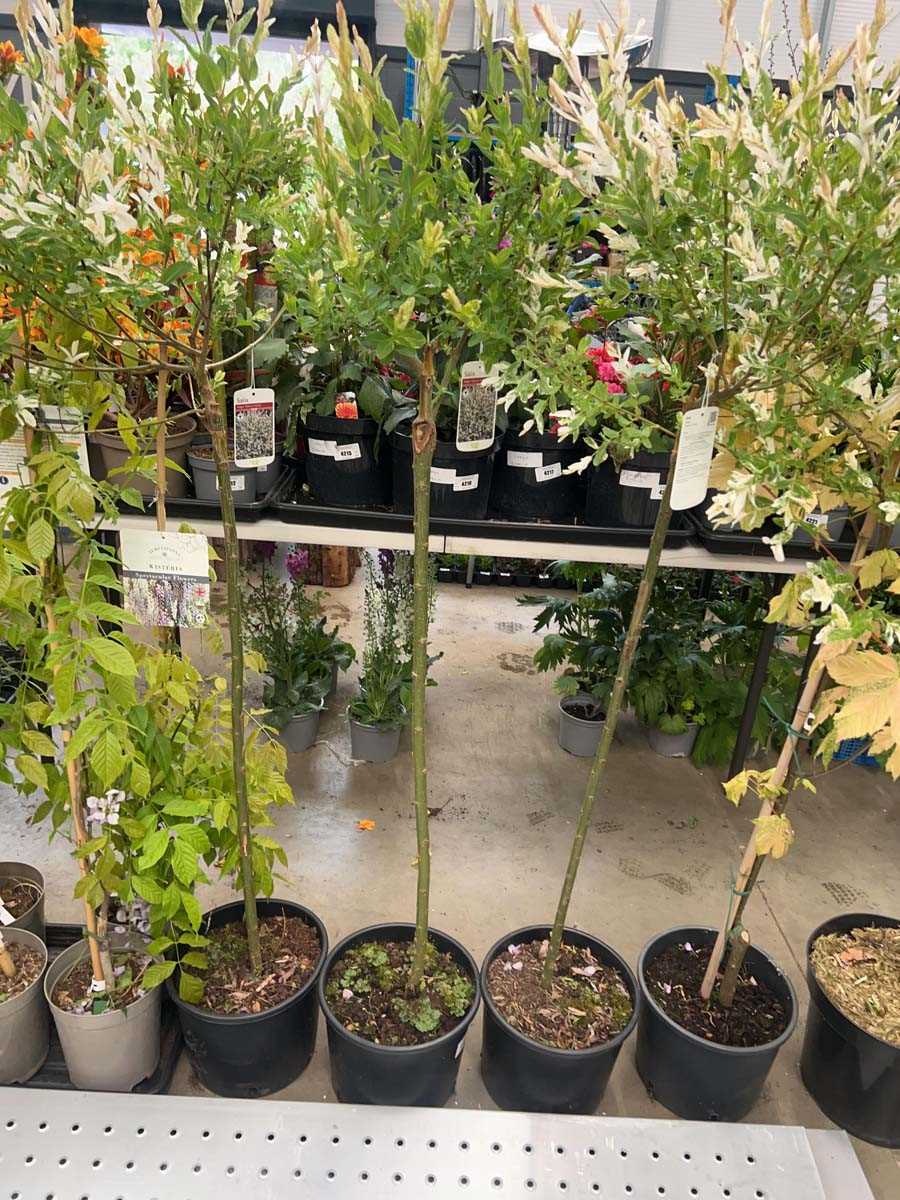 Lot 4159 - Salix Intergra Hakuro Nishiki