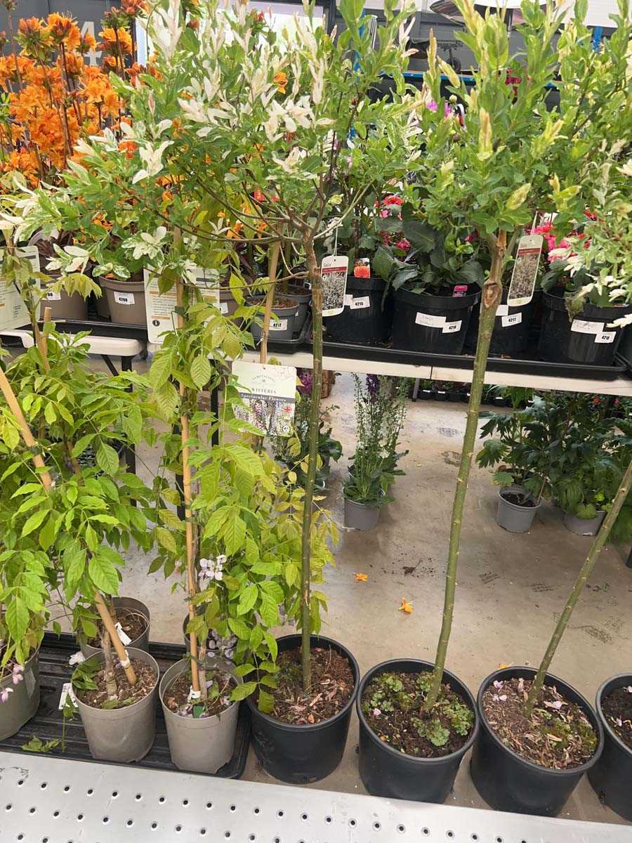 Lot 4160 - Salix Intergra Hakuro Nishiki