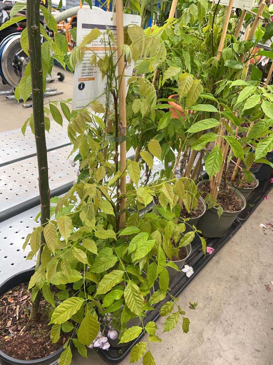 Lot 4161 - Wisteria