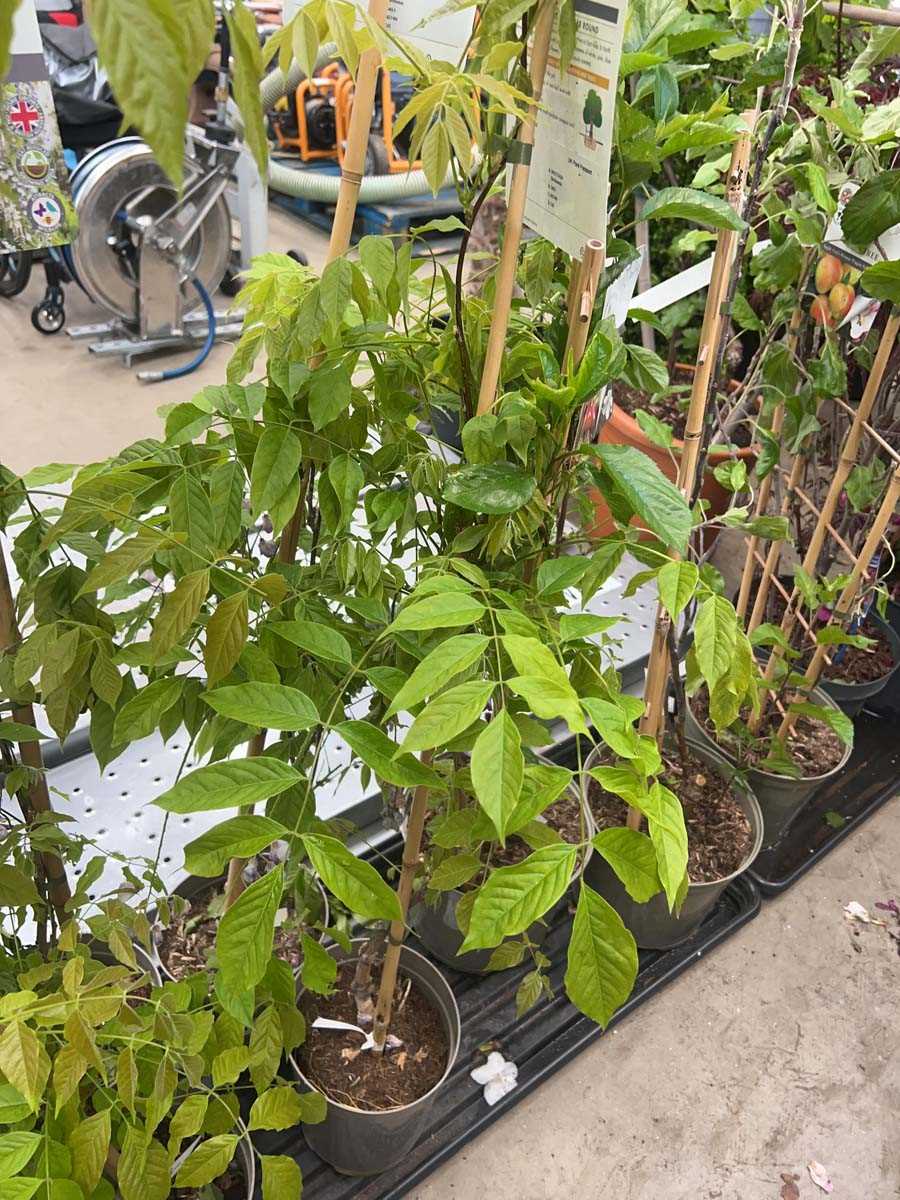 Lot 4162 - Wisteria