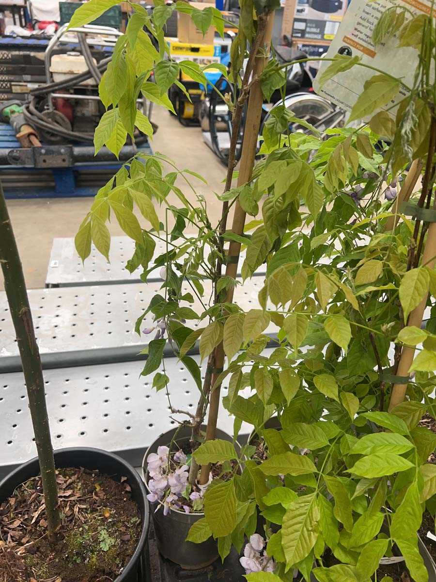 Lot 4164 - Wisteria