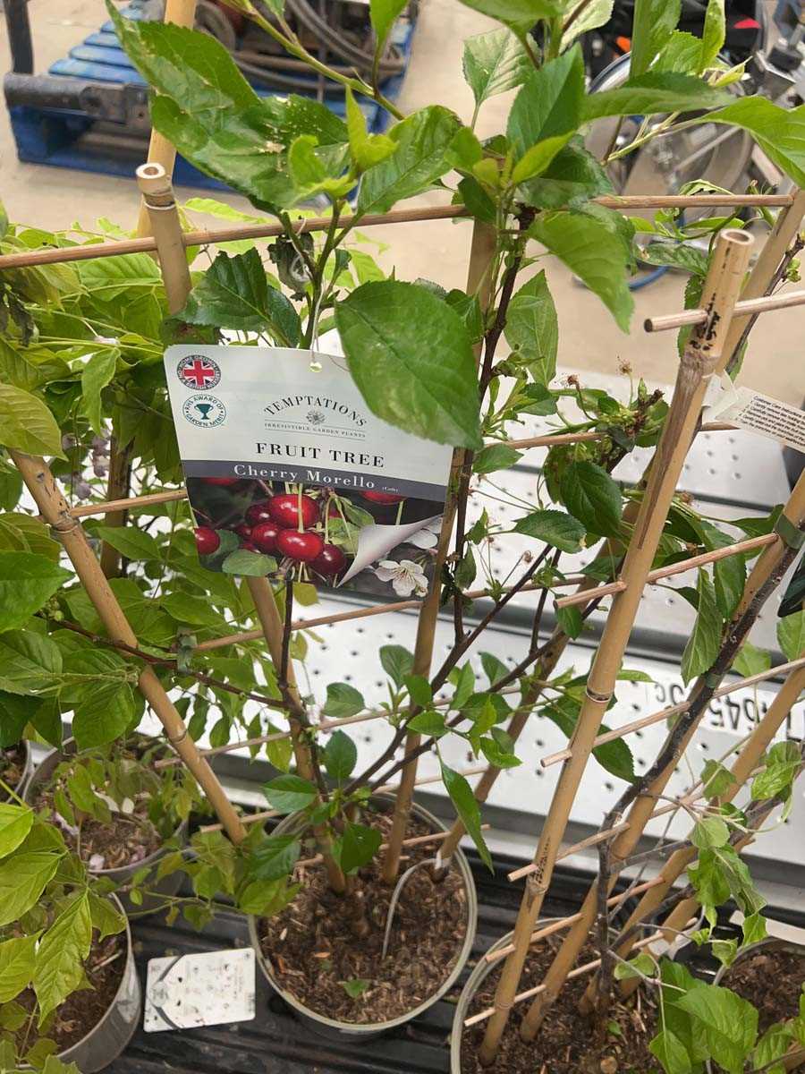 Lot 4165 - Cherry Morello on trellis