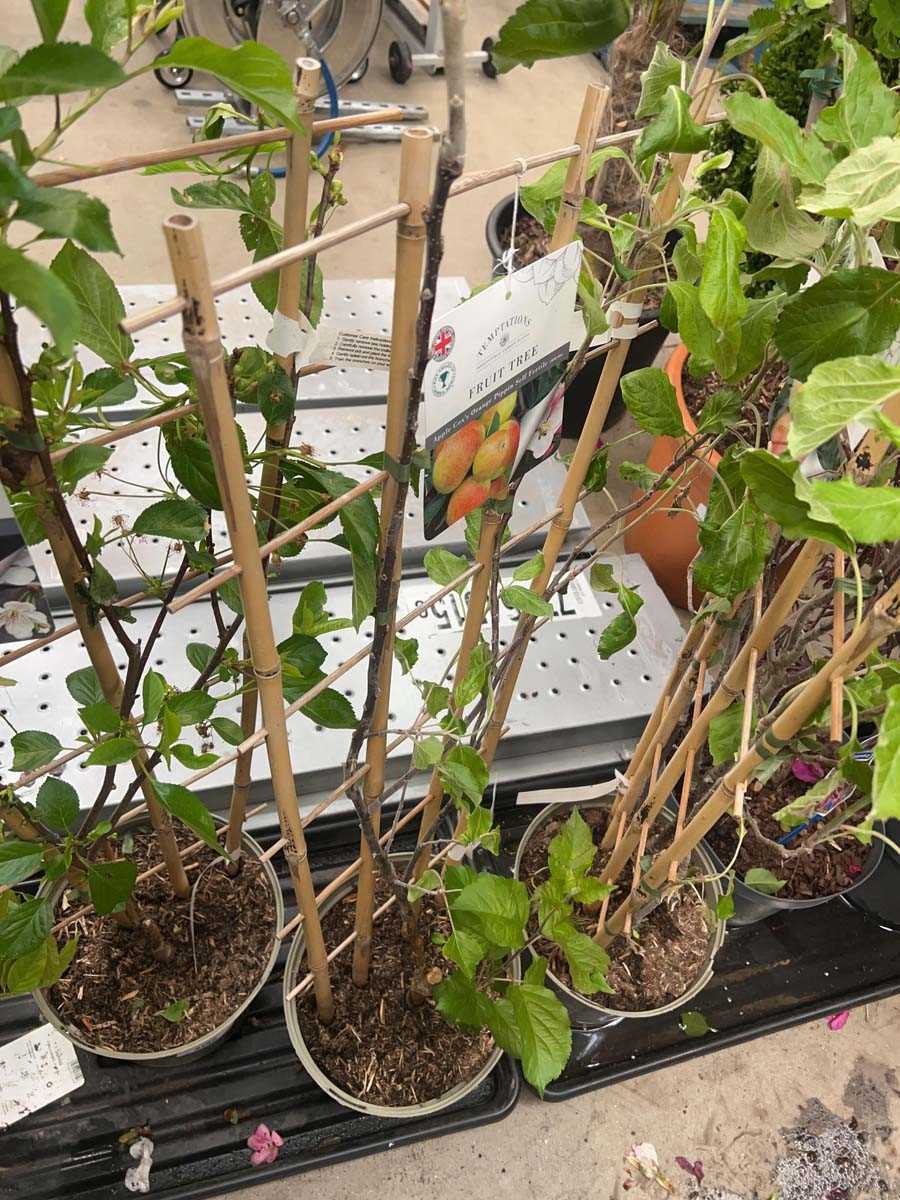Lot 4166 - Cox's Apple on trellis