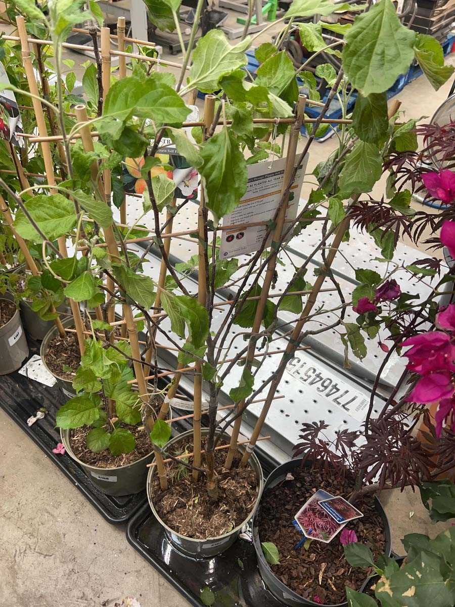 Lot 4167 - Cox's Apple on trellis