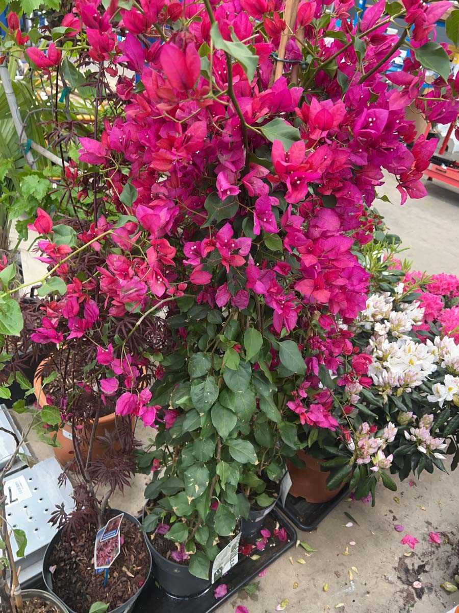 Lot 4169 - Extra large Bougainvillea